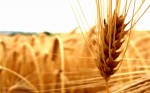  The Lebanese Agricultural Sector in 2013- Minor but Steady Steps to Recovery