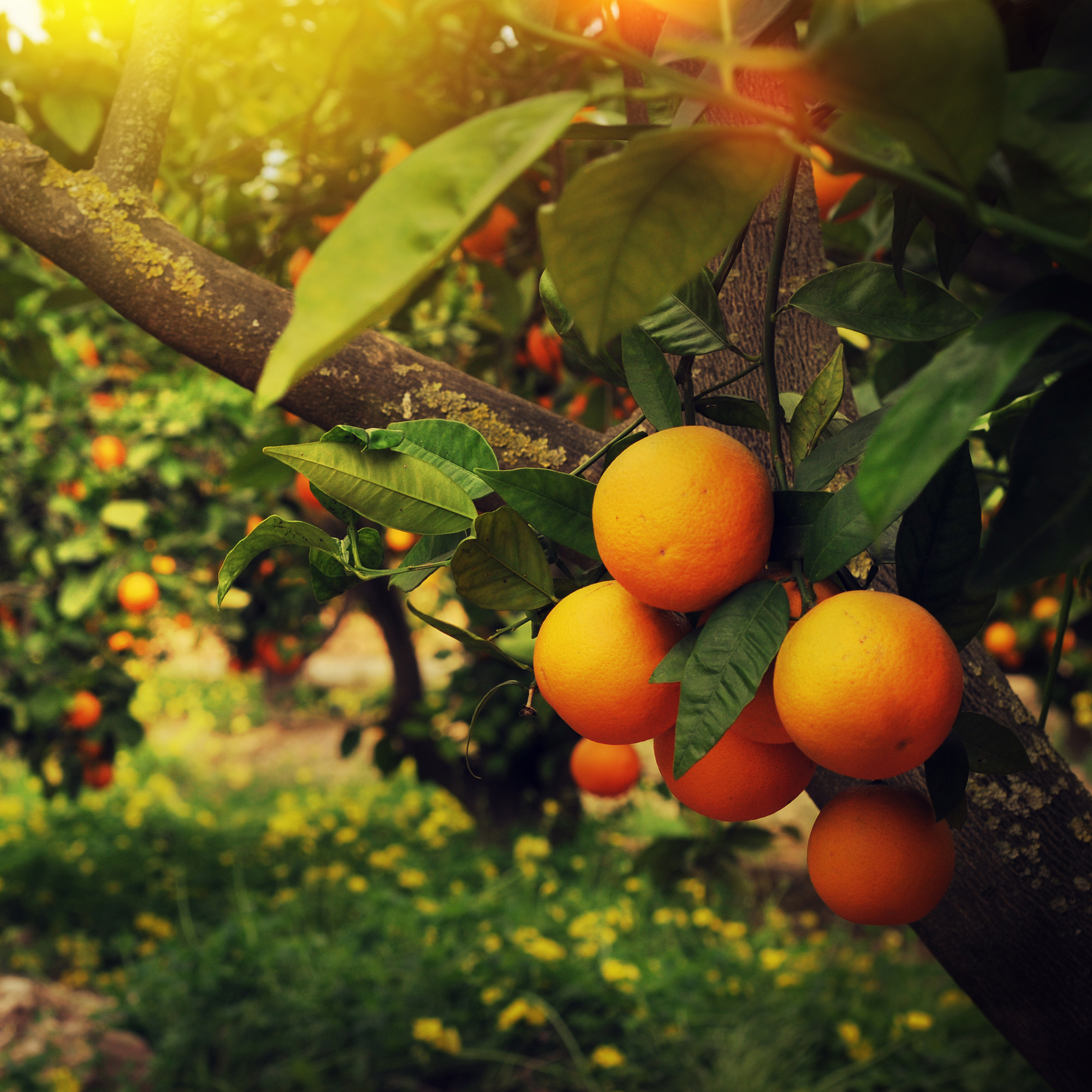  Citrus Cultivation: Lebanon’s Sour Sector