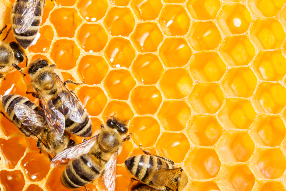  Honey: Lebanon’s Golden Elixir