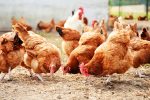  Poultry Industry in Lebanon: Facing Foreign Competition