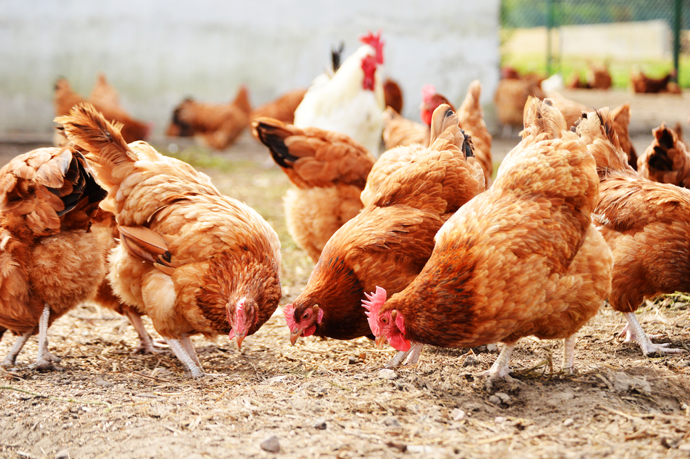  Poultry Industry in Lebanon: Facing Foreign Competition